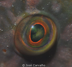 Eye of a wrasse - Sesimbra, Portugal. Nikkor 105mm. by José Carvalho 